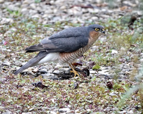 sparrowhawk catching